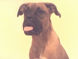 Daria the Boxer sitting with yellow in the background and her tongue hanging out