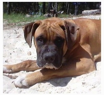 Close Up - Max the Bulloxer laying in sand with sand on his lips