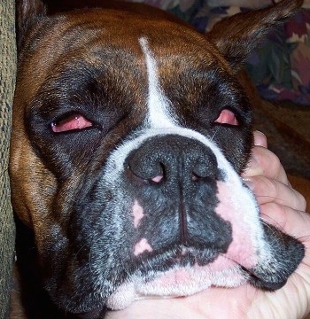 Close Up - A brown, black with white Boxer is sleeping on a floor with the red of its eyes showing. There is a hand on its face
