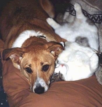 Stamp the full grown tri color dog is laying on a couch next to a belly-up reda the cat on a couch