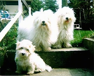 Two adult Coton De Tulears are sitting at the top of a set of outside steps. There is a Coton De Tulear puppy sitting one step down from them.