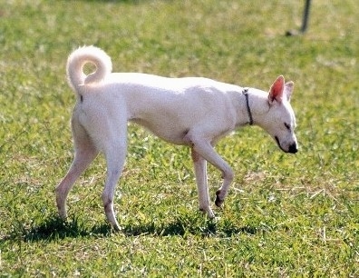 how much do cretan hound puppies cost