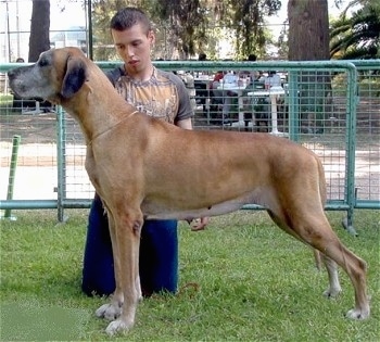 An old graying tan Great Dane is being posed by a person behind it who is on their knees. There is a green fence behind them.
