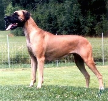 Left Profile - A tan with black Great Dane is standing in grass with a wire fence behind it. Its mouth is open and tongue is out