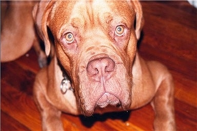 Close Up - Zeke the orange Dogue de Bordeaux is laying on an orange hardwood floor