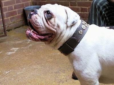Close Up - Mastini's Lord Horatio Nelson the white Dorset Olde Tyme Bulldogge is wearing a thick black decorative collar sitting in front of a brick wall. There is a person behind him. He has a black spot under his eye.