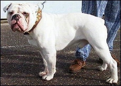 Dorset Old Tyme Bulldogge Dog Breed 