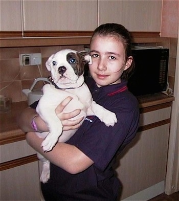 Harley the white with brown patched Dorset Olde Tyme Bulldogge as a Puppy being held by a child named Aimee