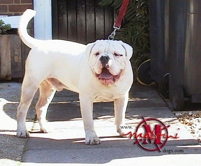 Oscar the white Dorset Olde Tyme Bulldogge is standing on a concrete walkway. There are two garbage cans and a house behind him.