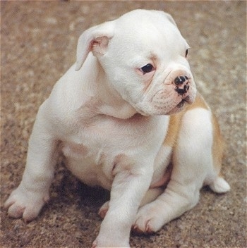 Sally the white with tan Dorset Olde Tyme Bulldogge Puppy is sitting outside and looking to the right. She has black spots all over her nose