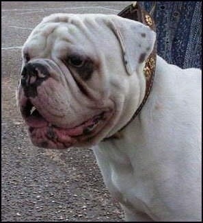 Mastini's Lord Horatio Nelson the white Dorset Olde Tyme Bulldogge is sitting in a parking lot and there is a person in the background