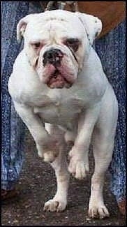 Mastini's Lord Horatio Nelson the white Dorset Olde Tyme Bulldogge is jumping up on his hind legs while pulling on a leash in front of a person