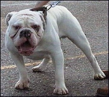 Mastini's Lord Horatio Nelson the white Dorset Olde Tyme Bulldogge is standing in a parking lot looking really wide and bully. His mouth is open