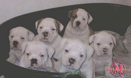 A litter of white and white with brown Dorset Olde Tyme Bulldogge puppies are sitting up in a large dog bed. They look very attentive