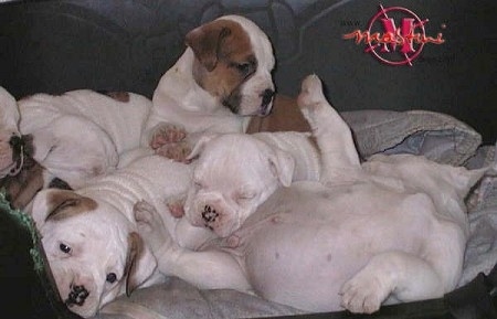 A litter of white and white with brown Dorset Olde Tyme Bulldogge puppies are laying in a dog bed. Some of them are sleeping