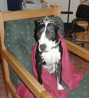 A black and white Pit Bull is sitting on a chair in a red cape dress wearing a tiara