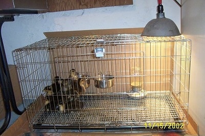 A flock of ducklings are hanging on the other side of a cage away from a heat lamp.