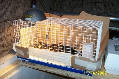 A flock of ducklings are laying under a heat lamp in a cage.