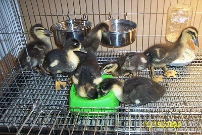 Seven Ducklings inside of a wire cage drinking water out of bowls and standing around.