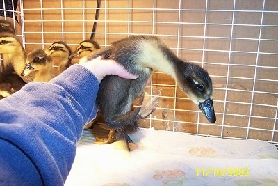 A person is picking up a large duckling inside of the cage. The rest of the ducklings are behind it.