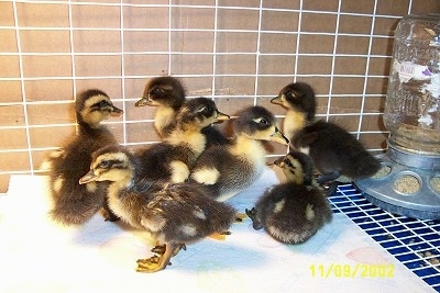 A group of duclings are standing on a paper towel under a heat lamp in a cage. There is a mason jar food despencer behind them on the wire floor area.