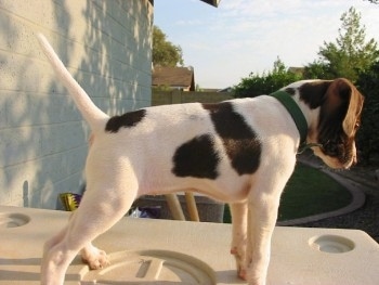 The right side of a white with brown Pointer puppy is standing on an elevated plastic surface and it is looking over the edge.