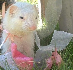Close up front view - A white ferret is sitting in grass wearing a large pink ribbon looking forward.