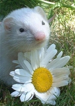Close up head shot - A white ferret is laying outside in grass with its head on top of a white and yellow daisy flower.