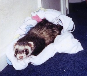A ferret is laying along a white wall on top of a blanket on a blue rug.