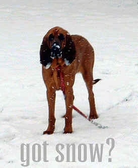 A large brown with black Bloodhound is standing outside in snow with snow falling all over it. The Words - got snow? - are overlayed at the bottom of the image