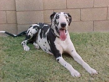 greatdane.htm