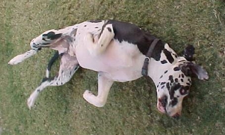 A black and white harlequin Great Dane is laying on its back belly-up in grass