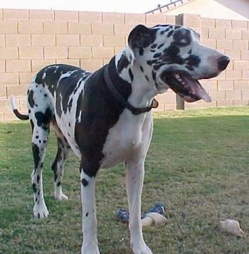 A black and white harlequin Great Dane is standing in grass with a rope toy and two rawhide bones next to it. There is a cinder block wall behind it.