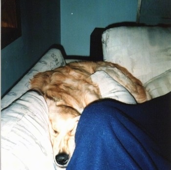 A Golden Retriever is squeezing in between a couch and a person in blue covers next to the dog.