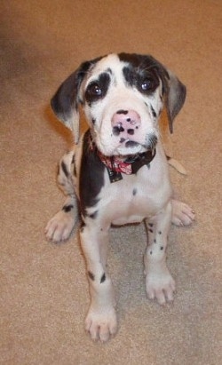 A harlequin Great Dane puppy is sitting on tan carpet and looking up