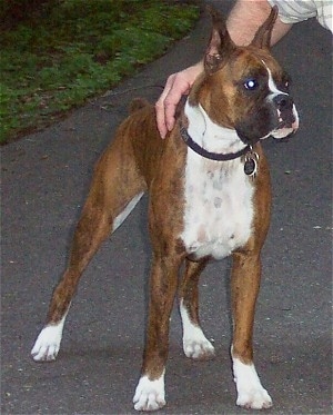 Greta the Boxer standing on a blacktop with a mans arm on top of her back