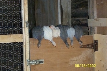 Six guinea fowl are standing on a coop door. Five of them are looking down the door at the floor and one is looking to the left.