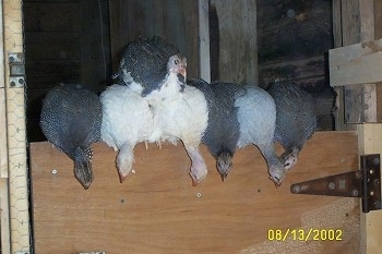 Six guinea fowl are perched on a coop door and another Guinea is standing on top of the other GUineas.