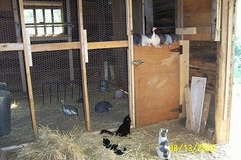 Guinea fowl are standing on a coop door and below them laying and standing in hay are three cats who are watching the birds.