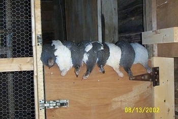 Close up - Eight guinea fowl are perched on a barn door looking down over the edge.