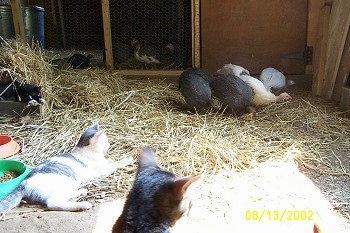 Two cats are laying in hay and looking at five guinea fowl that are standing in front of a coop door.