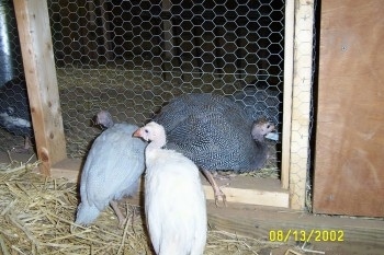 Three guinea fowl are standing on the outside of a coop.