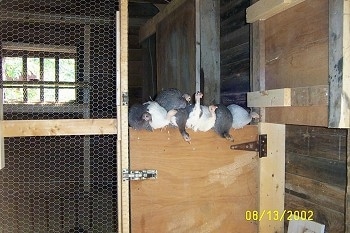 Eight guinea fowl are perched on a barn stall coop door.