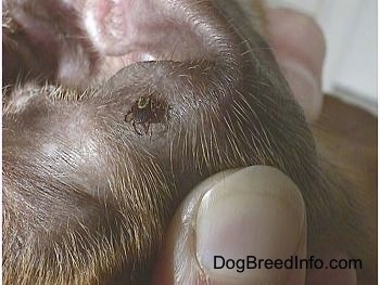 Close up - A tick in the ear of a dog.