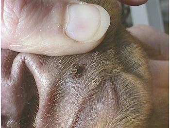 Close up - A tick is in a person's ear and there is a hand lifting the ear up to expose the tick.
