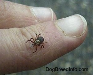 A tick with a piece of skin in its mouth walking across a persons finger.