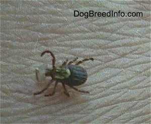 Close up - A tick with a piece of skin in its mouth.