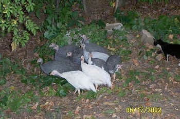 The guineas are walking in a flock outside, sticking close together. There is a black with white cat following behind them