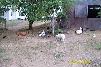 The guinea fowl are standing together under a tree. A fawn Boxer dog and white with brown bulldog are moving toward the birds. There is a flock of ducks standing near a barn. There is a grey and white cat sitting next to the ducks