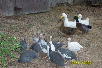 A flock of guinea fowl are standing outside and meeting a flock of ducks